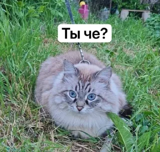😶 emoji Жирочек пирожочек Telegram sticker 5 of 24
