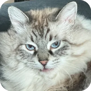 😈 emoji Жирочек пирожочек Telegram sticker 21 of 24