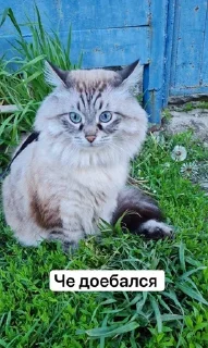 🧐 emoji Жирочек пирожочек Telegram sticker 11 of 24