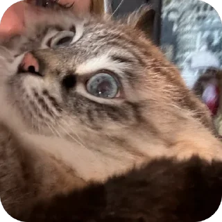 🙂 emoji Жирочек пирожочек Telegram sticker 16 of 24