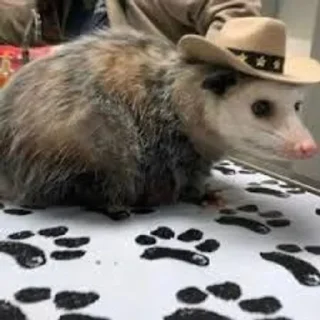 Sticker from Таки опоссумы