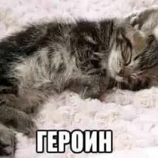 😻 emoji милые котёнки Telegram sticker 10 of 38