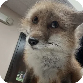 🦊 emoji Fox 🦊 Telegram sticker 7 of 39