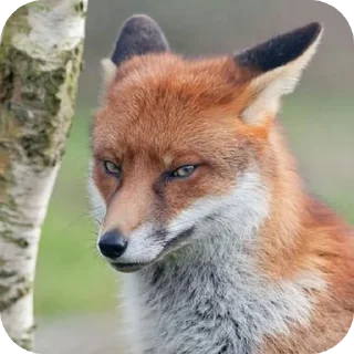 🦊 emoji Fox 🦊 Telegram sticker 6 of 39