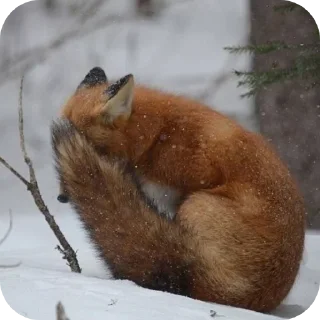 🦊 emoji Fox 🦊 Telegram sticker 10 of 39
