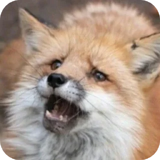 🦊 emoji Fox 🦊 Telegram sticker 8 of 39