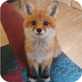 🦊 emoji Fox 🦊 Telegram sticker 5 of 39