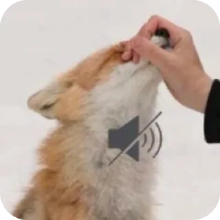 🦊 emoji Fox 🦊 Telegram sticker 16 of 39