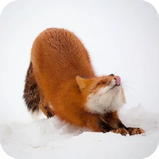 🦊 emoji Fox 🦊 Telegram sticker 20 of 39