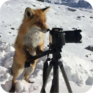 🦊 emoji Fox 🦊 Telegram sticker 22 of 39