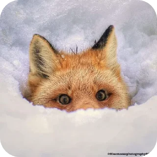 🦊 emoji Fox 🦊 Telegram sticker 9 of 39