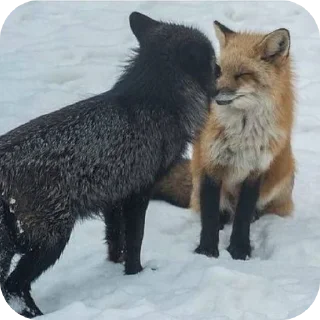 🦊 emoji Fox 🦊 Telegram sticker 23 of 39