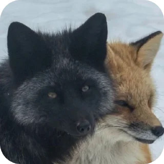 🦊 emoji Fox 🦊 Telegram sticker 14 of 39
