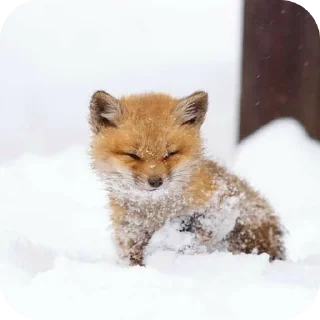 🦊 emoji Fox 🦊 Telegram sticker 2 of 39