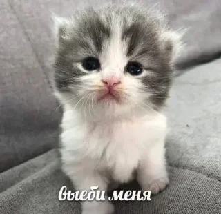 🌟 emoji я люблю тебя. Telegram sticker 16 of 42