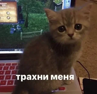 🌟 emoji я люблю тебя. Telegram sticker 18 of 42