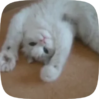 Sticker from кошенята | @krikolvix