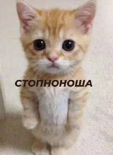 Sticker from Стопнон