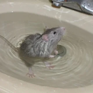 🚿 emoji RAT!!! 🐀 @WaveProduced Telegram sticker 11 of 40