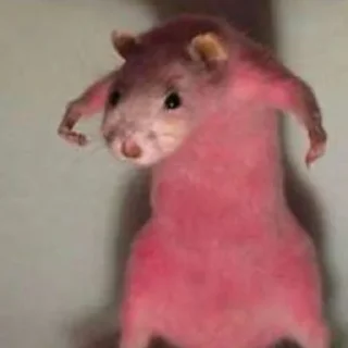 🦩 emoji RAT!!! 🐀 @WaveProduced Telegram sticker 17 of 40