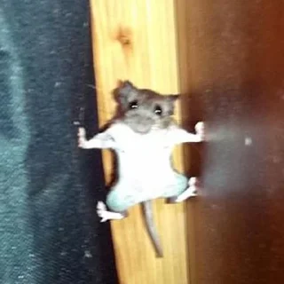 😱 emoji RAT!!! 🐀 @WaveProduced Telegram sticker 19 of 40