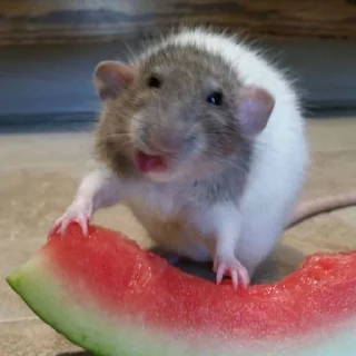 🍉 emoji RAT!!! 🐀 @WaveProduced Telegram sticker 6 of 40
