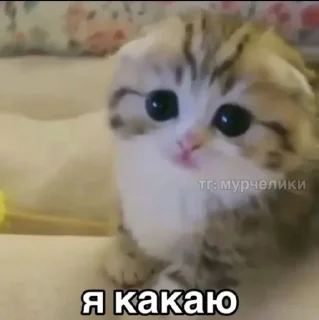 Sticker from Котики