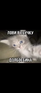 Sticker from Котики