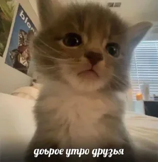 Sticker from кот??-Tyevan