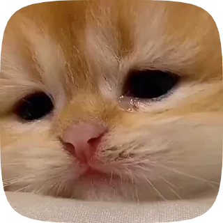 🥲 emoji Caat 2.0 Telegram sticker 12 of 39