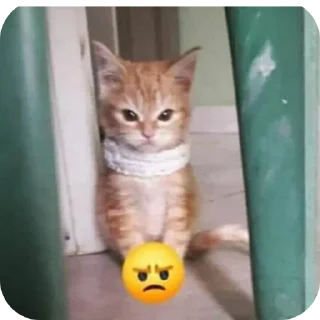 🐱 emoji котостики by @haventusernameyet Telegram sticker 13 of 59