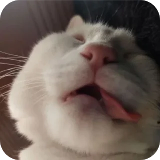 👍 emoji котостики by @haventusernameyet Telegram sticker 21 of 59