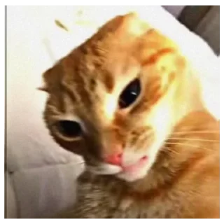 🤨 emoji @haventusernameyet ;; cats>>> Telegram sticker 8 of 119