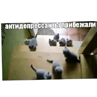 🐶 emoji #что #то #невразумительное Telegram sticker 11 of 76
