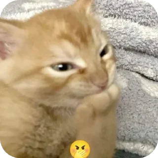 🐱 emoji котостики by @haventusernameyet Telegram sticker 15 of 59