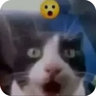 🐈 emoji котостики by @haventusernameyet Telegram sticker 6 of 59