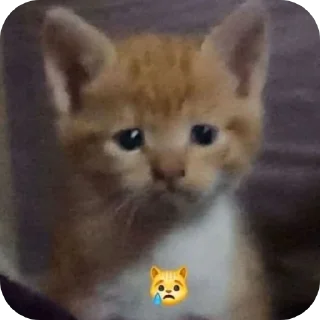 🐱 emoji котостики by @haventusernameyet Telegram sticker 14 of 59