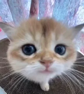 🌟 emoji new-gen cats (AI sorted) Telegram sticker 5 of 120