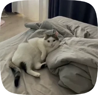 💁‍♀ emoji Caat 2.0 Telegram sticker 23 of 39