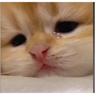 😢 emoji @haventusernameyet ;; cats>>> Telegram sticker 7 of 119