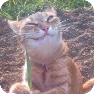 🐱 emoji котостики by @haventusernameyet Telegram sticker 23 of 59