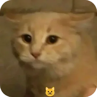 🐱 emoji котостики by @haventusernameyet Telegram sticker 9 of 59