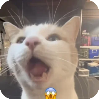 🐱 emoji котостики by @haventusernameyet Telegram sticker 18 of 59