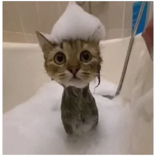 🚿 emoji @haventusernameyet ;; cats>>> Telegram sticker 11 of 119