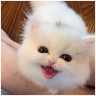 😂 emoji @haventusernameyet ;; cats>>> Telegram sticker 6 of 119
