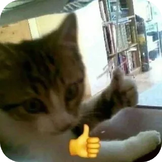 👍 emoji котостики by @haventusernameyet Telegram sticker 8 of 59