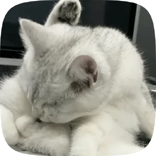 🤢 emoji Caat 2.0 Telegram sticker 17 of 39