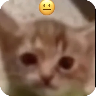 🤲 emoji котостики by @haventusernameyet Telegram sticker 12 of 59