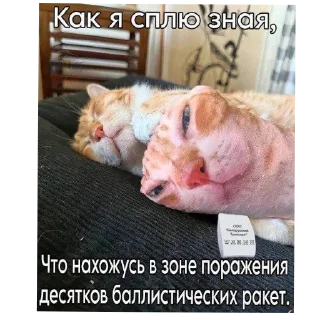 🐱 emoji #что #то #невразумительное Telegram sticker 19 of 76