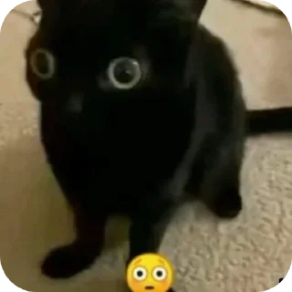 🐱 emoji котостики by @haventusernameyet Telegram sticker 17 of 59